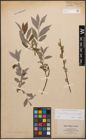 Foto von Salix caprea L. x Salix purpurea L. x Salix repens L.